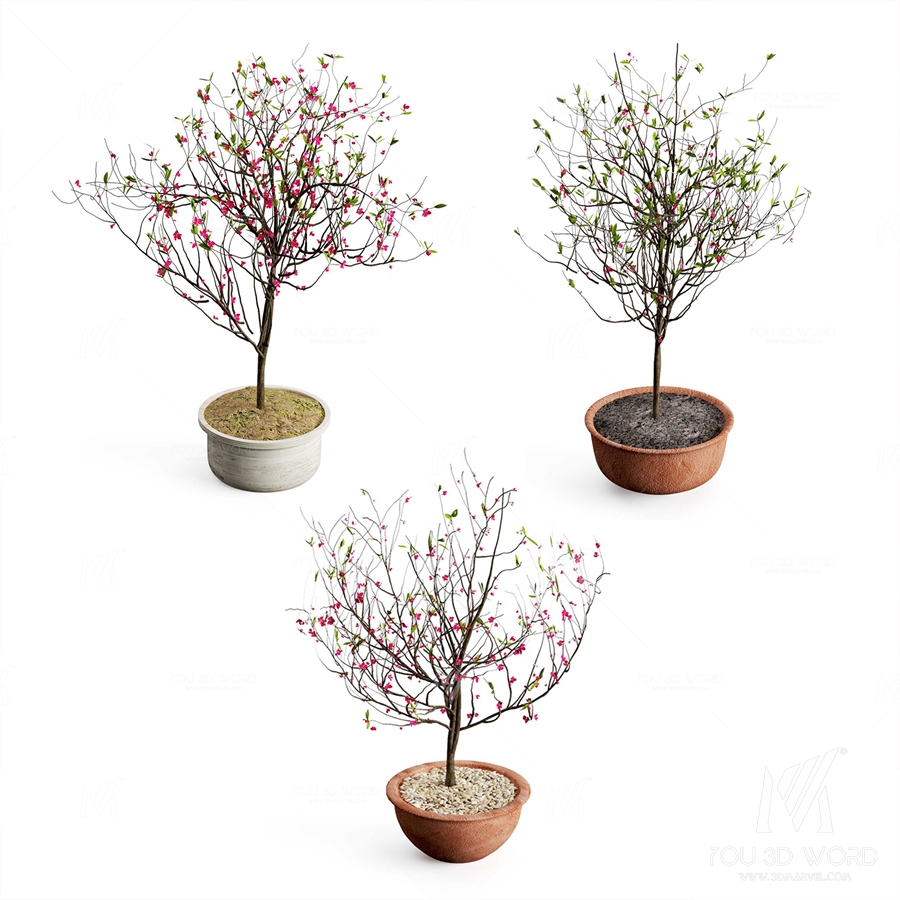 Peach blossom 3d Model